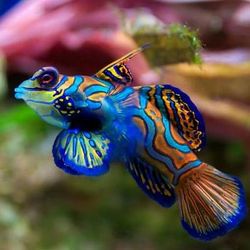 Manufacturers Exporters and Wholesale Suppliers of Marine Aquarium Fishes Faridabad Haryana